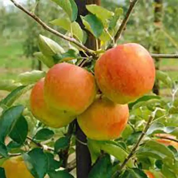 Pomforyou Lancelot® oszlopos almafa